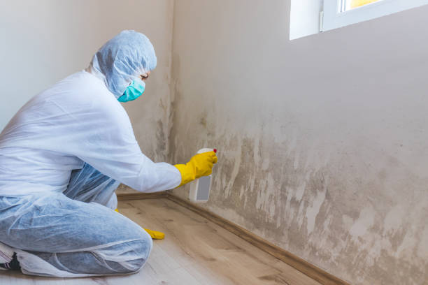 Licensed Mold Remediation service in Lincoln, MA - WQB Mold Removal
